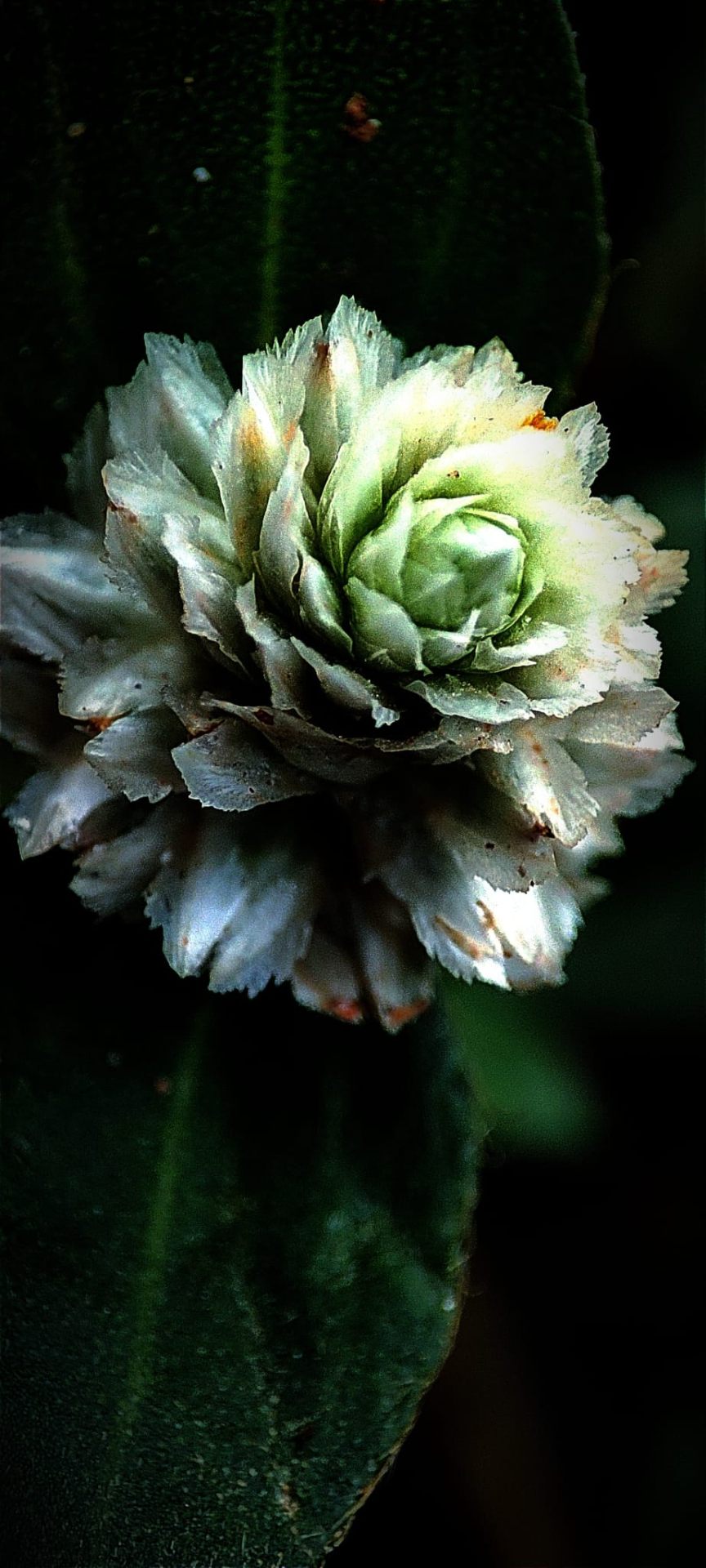 Macro detail of a silver-green bloom