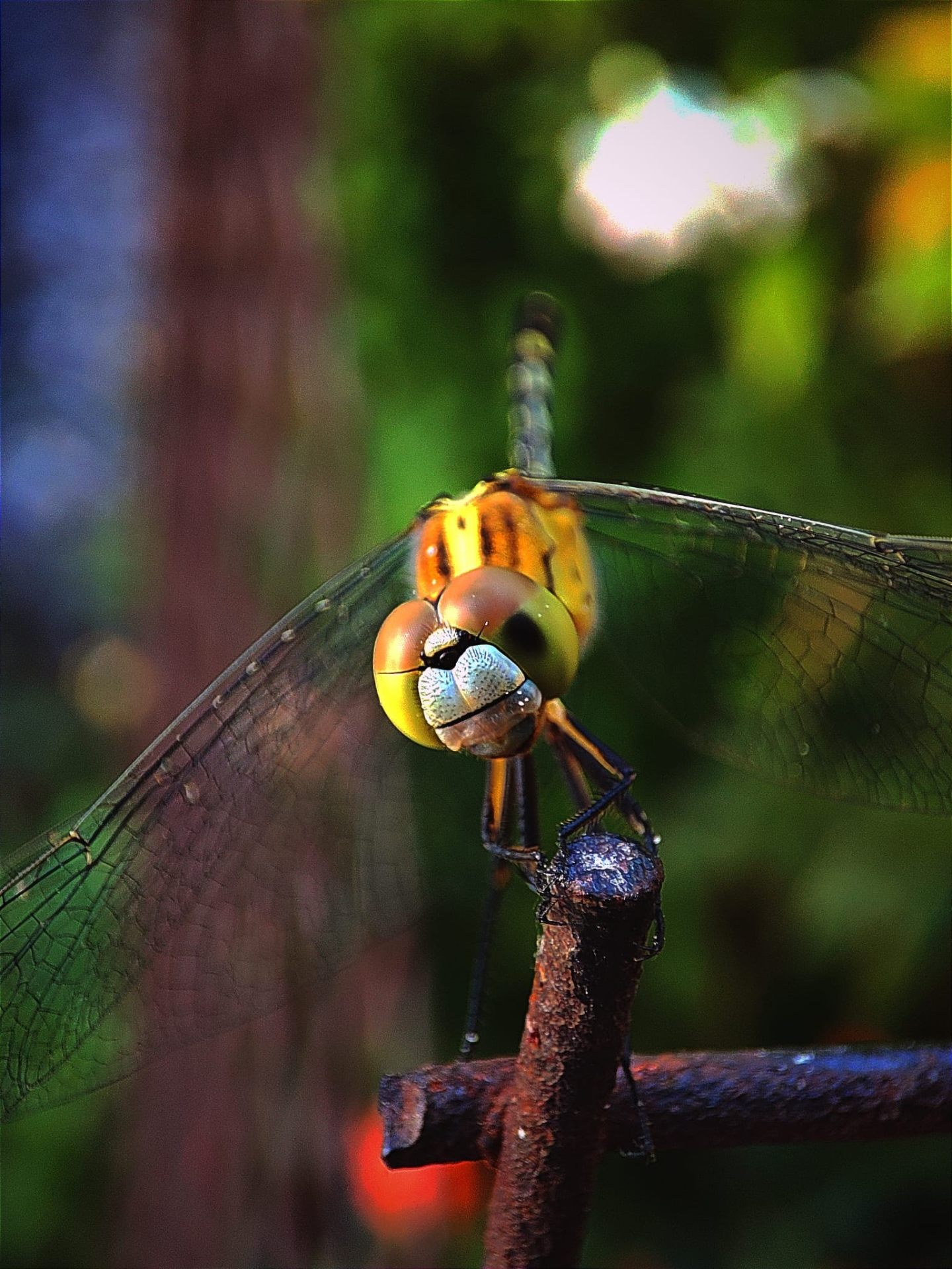 Dragonfly perched, wings translucent in evening light