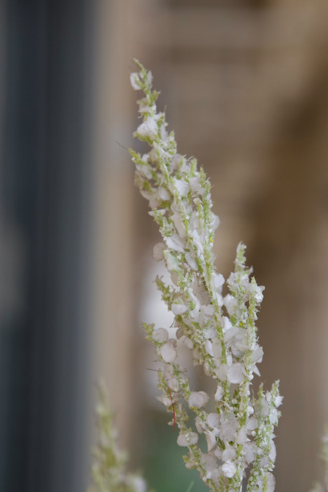 Botanical detail, white blossoms in soft light